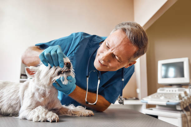 Best Emergency Dentist for Knocked-Out Tooth in Elkridge, MD